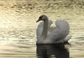 beautiful mute swan closeup
