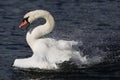 A beautiful Mute swan Cygnus olor having a splash about in a lake sending water droplets everywhere. Royalty Free Stock Photo