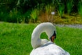 A beautiful Mute Swan Cygnus olor relaxes on the meadow