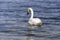 Beautiful mute swan cygnus olor swimming on lake Royalty Free Stock Photo