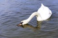 Beautiful mute swan cygnus olor swimming on lake and find something to eat in water Royalty Free Stock Photo