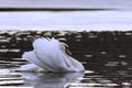 beautiful mute swan displaying courtship behaviour