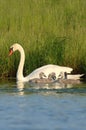 Beautiful mute swan family on the water