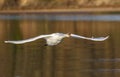 The Low Flying Mute Swan