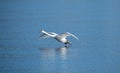 Beautiful mute swan flying over a lake