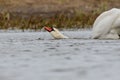 Beautiful mute swan gliding gracefully on the lake's surface gulping water. Royalty Free Stock Photo