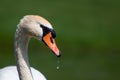 A beautiful mute swan in a pond