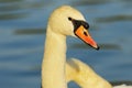 Beautiful mute swan portrait Royalty Free Stock Photo