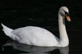 Beautiful Mute Swan portrait swimming on calm dark water Royalty Free Stock Photo