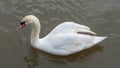 Beautiful mute swan swimming in the cold freezing water of Avon river in Stratford-upon-Avon, Warwickshire, UK Royalty Free Stock Photo