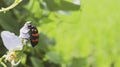 Beautiful Mylabris Pustulata with red strokes on her back. Royalty Free Stock Photo