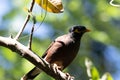 Beautiful myna bird sitting on a branch. Royalty Free Stock Photo