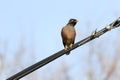 Beautiful Myna Sitting on a Tree Branch.