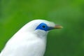 Beautiful Mynah Royalty Free Stock Photo