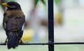 Mynah Sitting on a Garden Fence Royalty Free Stock Photo