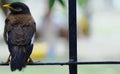 Mynah Sitting on a Garden Fence