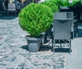 Beautiful myrtle tree in plastic vase on street cafe Royalty Free Stock Photo