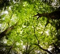 Beautiful mysterious forest, bottom view on beech trees and treetop crowns in springtime