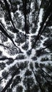 Beautiful and mysterious pine forest