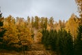 Beautiful and mysterious Pokaini forest with coloful leaves during cloudy autumn day