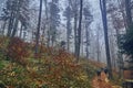 A beautiful mysterious view of the forest in the Bieszczady mountains Poland on a misty autumn day Royalty Free Stock Photo