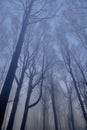 A beautiful mysterious view of the forest in the Bieszczady mountains Poland on a misty autumn day Royalty Free Stock Photo