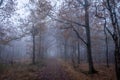 Beautiful mystical forest in blue fog in autumn. Colorful landscape with enchanted trees with orange and red leaves Royalty Free Stock Photo