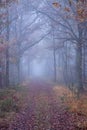 Beautiful mystical forest in blue fog in autumn. Colorful landscape with enchanted trees with orange and red leaves Royalty Free Stock Photo