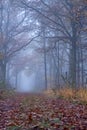 Beautiful mystical forest in blue fog in autumn. Colorful landscape with enchanted trees with orange and red leaves Royalty Free Stock Photo