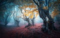 Beautiful mystical forest in blue fog in autumn. Landscape