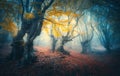 Beautiful mystical forest in blue fog in autumn. Landscape