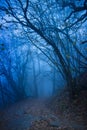 Beautiful mystical forest in blue fog in autumn.Scenery with path in dreamy foggy forest.Path to adventure.Dark and moody forest Royalty Free Stock Photo