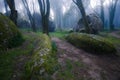 Beautiful forest in a summer morning. Scenery with path in dreamy foggy forest Royalty Free Stock Photo