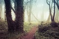 Beautiful forest in a summer morning. Scenery with path in dreamy foggy forest Royalty Free Stock Photo