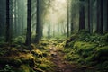 Beautiful mystical forest and sunbeam - Fantasy Wood Royalty Free Stock Photo