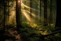 Beautiful mystical forest and sunbeam - Fantasy Wood Royalty Free Stock Photo