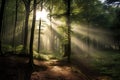 Beautiful mystical forest and sunbeam - Fantasy Wood Royalty Free Stock Photo