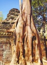 Beautiful mystical landscape, giant tree root overgrowing ancient temple ruin stone wall, pagoda, blue sky - Angkor Wat, Cambodia