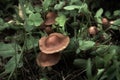 Enchanted Forest Ireland, Rustic Wild Mushrooms and Clover Mystical Forest Vegetation, Beautiful Nature. Irish Celtic, Mystical