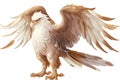 Beautiful mythical griffin on a white background.