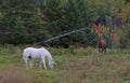 The beautiful mythical unicorn grazing in a grassy field on a farm in the Canada in autumn