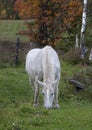 The beautiful mythical unicorn grazing in a grassy field on a farm in the Canadian wilderness