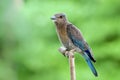 Beautiful Naive Grey To Blue Plumage Bird Perching On Thin Wooden Branch In Nature, Juvenile Indian Roller &#x28;Blue Jay