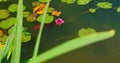 Beautiful nameless pond, soft hot pink wild water lily grows in a colored wsamp. Green summer grass in the foreground Royalty Free Stock Photo
