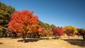 Beautiful Namiseom Nami Island on Han river in South Korea during Autumn season Royalty Free Stock Photo