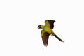 Beautiful of Nandy parakeet flying isolated on white background. Royalty Free Stock Photo