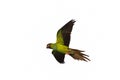 Beautiful of Nandy parakeet flying isolated on white background. Royalty Free Stock Photo