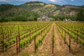 Beautiful Napa Valley Vineyards California Royalty Free Stock Photo