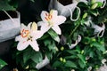 Beautiful narcissus blossom on green background