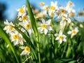 Beautiful narcissus blossom on a sunny day.